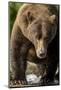 Brown Bear, Katmai National Park, Alaska-Paul Souders-Mounted Photographic Print