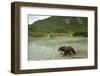 Brown Bear, Katmai National Park, Alaska-Paul Souders-Framed Photographic Print