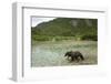 Brown Bear, Katmai National Park, Alaska-Paul Souders-Framed Photographic Print