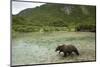 Brown Bear, Katmai National Park, Alaska-Paul Souders-Mounted Photographic Print