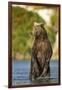 Brown Bear, Katmai National Park, Alaska-Paul Souders-Framed Photographic Print