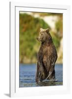 Brown Bear, Katmai National Park, Alaska-Paul Souders-Framed Photographic Print