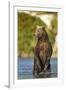 Brown Bear, Katmai National Park, Alaska-Paul Souders-Framed Photographic Print