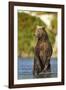 Brown Bear, Katmai National Park, Alaska-Paul Souders-Framed Photographic Print