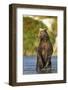 Brown Bear, Katmai National Park, Alaska-Paul Souders-Framed Photographic Print