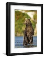 Brown Bear, Katmai National Park, Alaska-Paul Souders-Framed Photographic Print