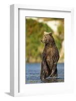 Brown Bear, Katmai National Park, Alaska-Paul Souders-Framed Photographic Print