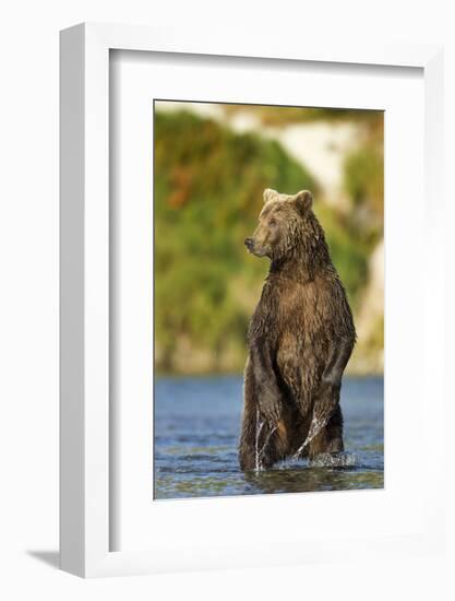 Brown Bear, Katmai National Park, Alaska-Paul Souders-Framed Photographic Print