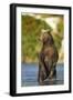 Brown Bear, Katmai National Park, Alaska-Paul Souders-Framed Photographic Print