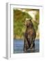 Brown Bear, Katmai National Park, Alaska-Paul Souders-Framed Photographic Print