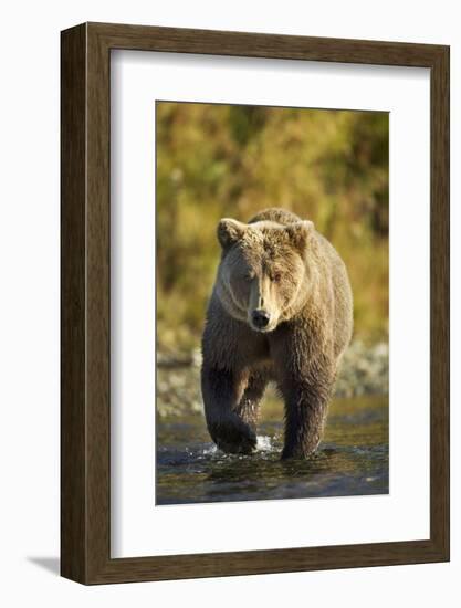 Brown Bear, Katmai National Park, Alaska-Paul Souders-Framed Photographic Print