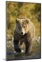 Brown Bear, Katmai National Park, Alaska-Paul Souders-Mounted Photographic Print