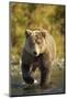 Brown Bear, Katmai National Park, Alaska-Paul Souders-Mounted Photographic Print