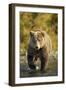 Brown Bear, Katmai National Park, Alaska-Paul Souders-Framed Photographic Print