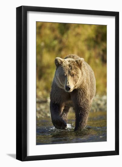 Brown Bear, Katmai National Park, Alaska-Paul Souders-Framed Photographic Print