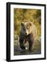 Brown Bear, Katmai National Park, Alaska-Paul Souders-Framed Photographic Print