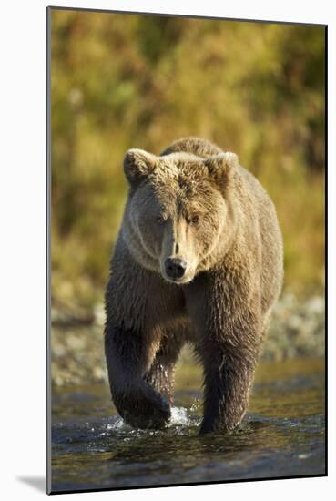 Brown Bear, Katmai National Park, Alaska-Paul Souders-Mounted Photographic Print