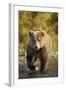 Brown Bear, Katmai National Park, Alaska-Paul Souders-Framed Photographic Print