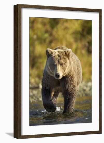 Brown Bear, Katmai National Park, Alaska-Paul Souders-Framed Photographic Print