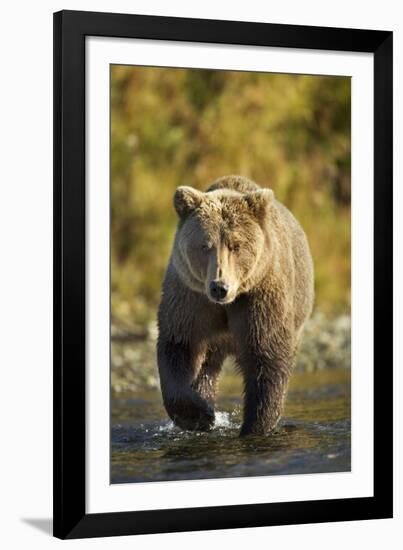 Brown Bear, Katmai National Park, Alaska-Paul Souders-Framed Photographic Print