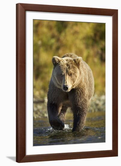 Brown Bear, Katmai National Park, Alaska-Paul Souders-Framed Photographic Print