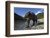 Brown Bear, Katmai National Park, Alaska-Paul Souders-Framed Photographic Print