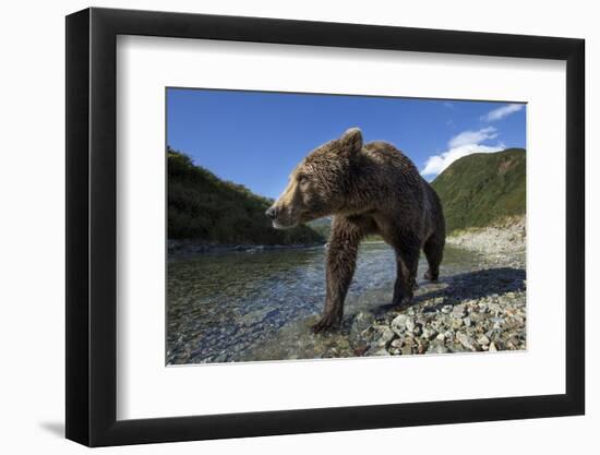 Brown Bear, Katmai National Park, Alaska-Paul Souders-Framed Photographic Print