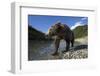 Brown Bear, Katmai National Park, Alaska-Paul Souders-Framed Photographic Print