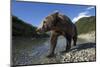 Brown Bear, Katmai National Park, Alaska-Paul Souders-Mounted Photographic Print