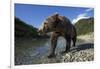 Brown Bear, Katmai National Park, Alaska-Paul Souders-Framed Photographic Print