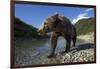 Brown Bear, Katmai National Park, Alaska-Paul Souders-Framed Photographic Print