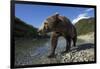 Brown Bear, Katmai National Park, Alaska-Paul Souders-Framed Photographic Print