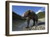 Brown Bear, Katmai National Park, Alaska-Paul Souders-Framed Photographic Print