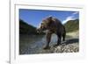 Brown Bear, Katmai National Park, Alaska-Paul Souders-Framed Photographic Print