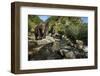 Brown Bear, Katmai National Park, Alaska-Paul Souders-Framed Photographic Print