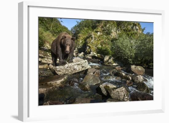 Brown Bear, Katmai National Park, Alaska-Paul Souders-Framed Photographic Print