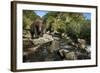 Brown Bear, Katmai National Park, Alaska-Paul Souders-Framed Photographic Print