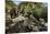 Brown Bear, Katmai National Park, Alaska-Paul Souders-Mounted Photographic Print