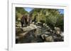 Brown Bear, Katmai National Park, Alaska-Paul Souders-Framed Photographic Print