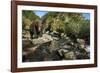 Brown Bear, Katmai National Park, Alaska-Paul Souders-Framed Photographic Print