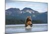 Brown Bear, Katmai National Park, Alaska-Paul Souders-Mounted Photographic Print