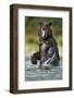 Brown Bear, Katmai National Park, Alaska-Paul Souders-Framed Photographic Print