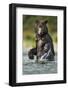 Brown Bear, Katmai National Park, Alaska-Paul Souders-Framed Photographic Print