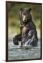 Brown Bear, Katmai National Park, Alaska-Paul Souders-Framed Photographic Print