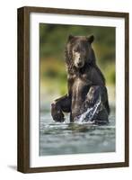 Brown Bear, Katmai National Park, Alaska-Paul Souders-Framed Photographic Print