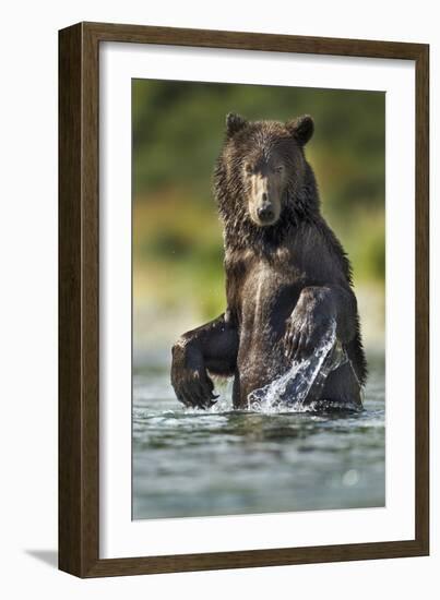 Brown Bear, Katmai National Park, Alaska-Paul Souders-Framed Photographic Print