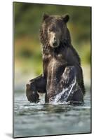 Brown Bear, Katmai National Park, Alaska-Paul Souders-Mounted Photographic Print