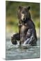 Brown Bear, Katmai National Park, Alaska-Paul Souders-Mounted Photographic Print