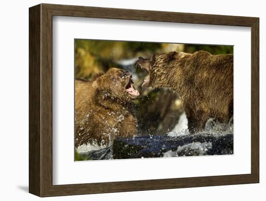 Brown Bear, Katmai National Park, Alaska-Paul Souders-Framed Photographic Print