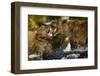 Brown Bear, Katmai National Park, Alaska-Paul Souders-Framed Photographic Print